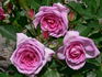 Serenissima rose photo