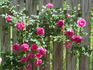 Pink Don Juan rose photo