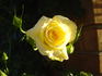 Yellow Blaze rose photo