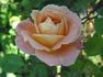 Hawaiian Sunset rose photo