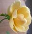 Elegante Edith rose photo