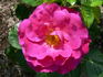 Adam's Rose rose photo