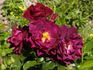 Adam's Rose rose photo
