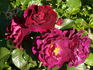 Adam's Rose rose photo