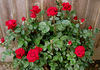 American Dream ™ rose photo