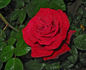 American Dream ™ rose photo