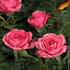 Bonny Kordana rose photo