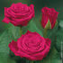 Chic ® rose photo