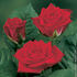 Dark Lulu ® rose photo