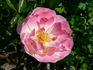 Concorde ® 96 rose photo