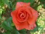 Imagination rose photo