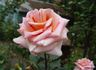 Worthwhile rose photo