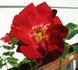 Cinnabar rose photo