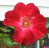 Cinnabar rose photo