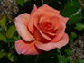 Joey's Palace rose photo