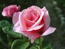 Columbus Queen rose photo