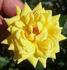 Golden Angel rose photo