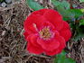 Cinnabar rose photo