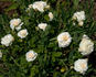 Ivory Palace rose photo