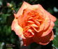 Spice So Nice™ rose photo