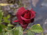 Sommerduft ® rose photo