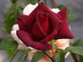 Sommerduft ® rose photo
