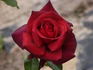 Sommerduft ® rose photo