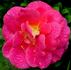 Prairie Sunset rose photo