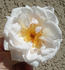 Ganges Mist ™ rose photo