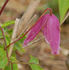 Constance clematis photo
