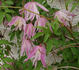 Rosy O'Grady clematis photo
