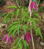 Rosy O'Grady clematis photo