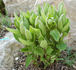 integrifolia clematis photo
