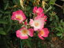 Newport Rambler rose photo