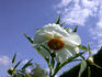 Early Windflower peony photo
