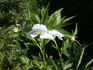 Early Windflower peony photo