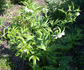 Early Windflower peony photo
