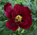 Hatsu-garashu peony photo
