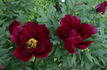 Hatsu-garashu peony photo