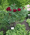 Hatsu-garashu peony photo