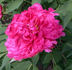 Madame Andre Devillers peony photo