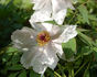 Feng Dan Bai 鳳丹白 peony photo