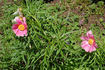 <i>P. anomala</i> ssp. <i>hybrida</i> synonym peony photo