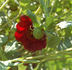 <i>P. delavayi</i> Franch. peony photo