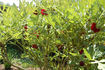 <i>P. delavayi</i> Franch. peony photo