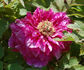 Guan Shi Mo Yu 冠世墨玉 peony photo