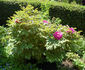 Guan Shi Mo Yu 冠世墨玉 peony photo