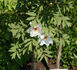 Feng Dan Bai 鳳丹白 peony photo