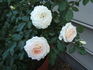 Colby School rose photo