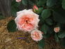 Happy Memories rose photo